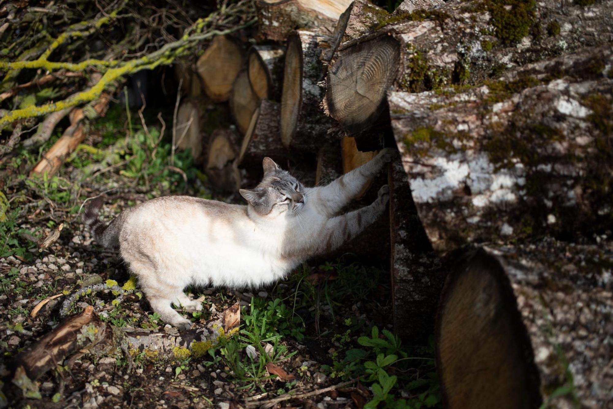 Le Chat Blanc Gite Versols-et-Lapeyre Ngoại thất bức ảnh