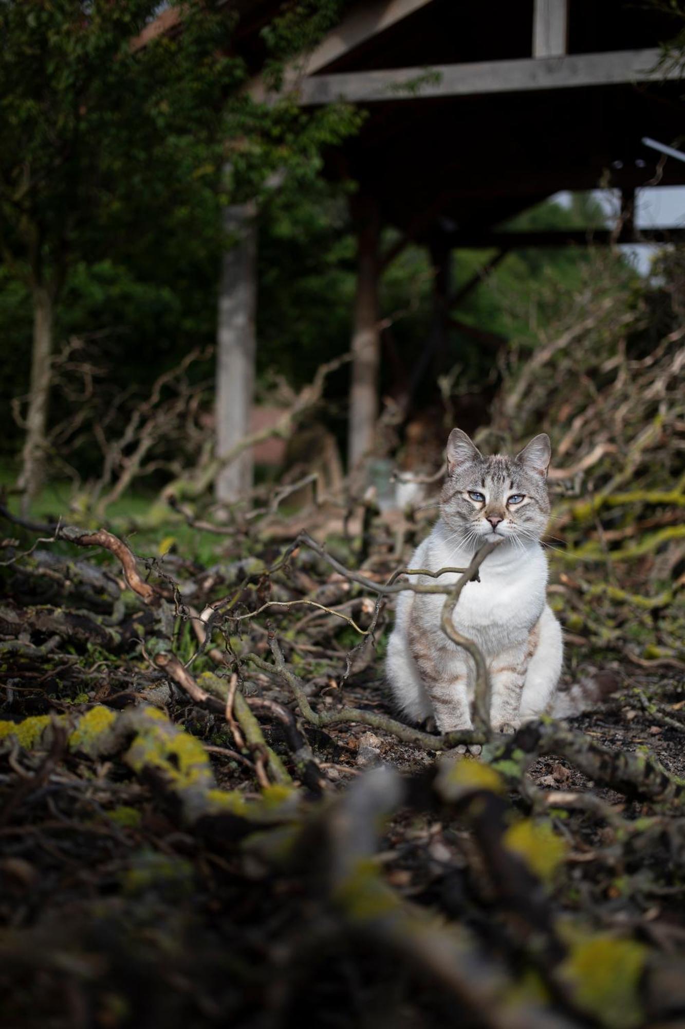 Le Chat Blanc Gite Versols-et-Lapeyre Ngoại thất bức ảnh