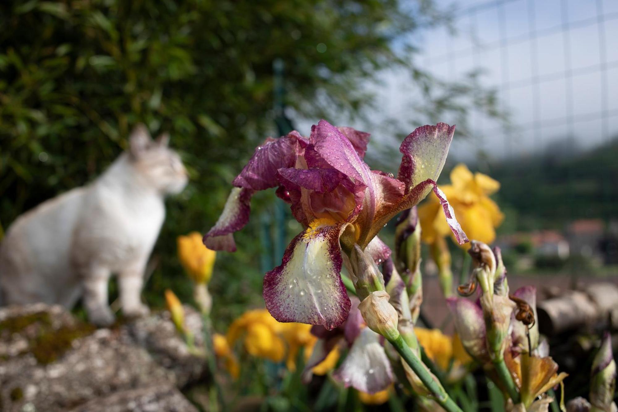Le Chat Blanc Gite Versols-et-Lapeyre Ngoại thất bức ảnh