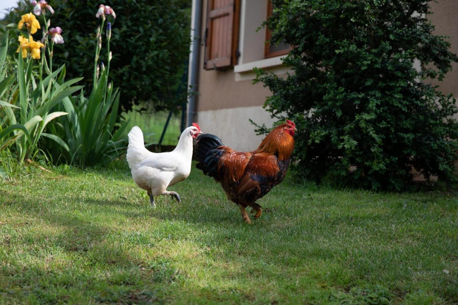 Le Chat Blanc Gite Versols-et-Lapeyre Ngoại thất bức ảnh