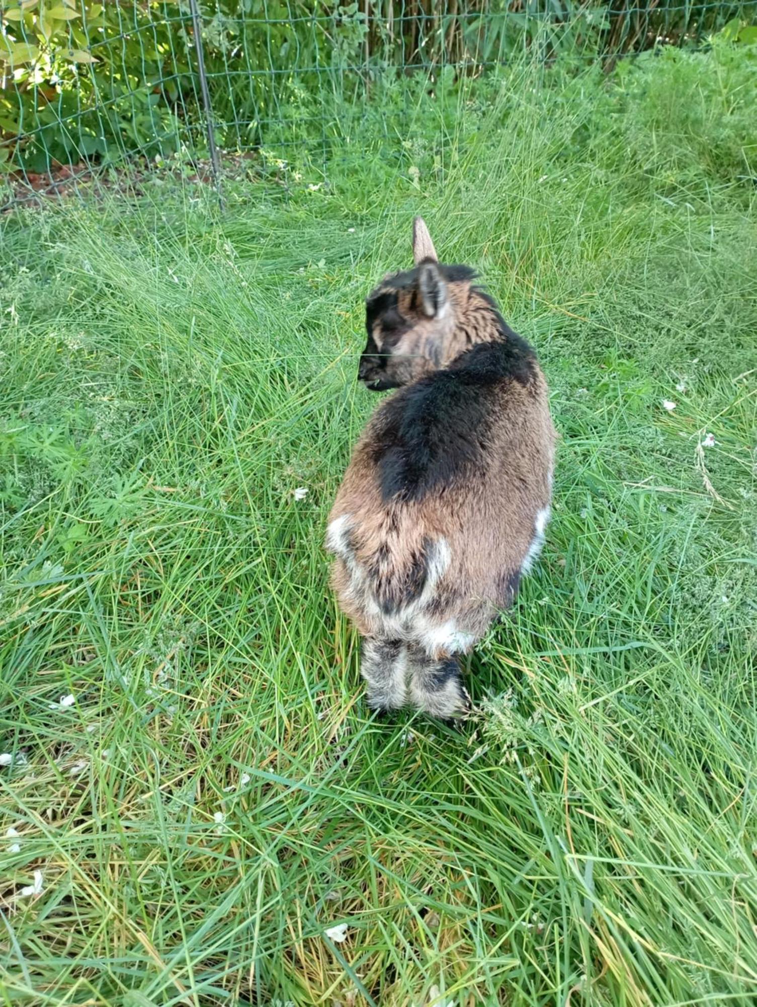 Le Chat Blanc Gite Versols-et-Lapeyre Ngoại thất bức ảnh